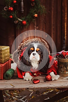 Cute funny dog celebrating Christmas and New Year with decorations and gifts