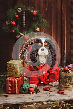 Cute funny dog celebrating Christmas and New Year with decorations and gifts. Chinese year of the dog.