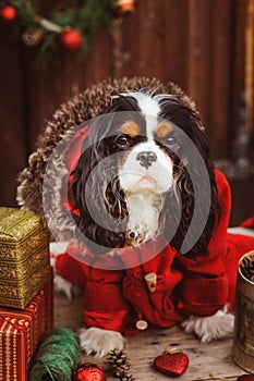 Cute funny dog celebrating Christmas and New Year with decorations and gifts. Chinese year of the dog.