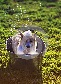 Cute funny dog Corgi washes in a metal bath and cools outside in summer on a Sunny hot day in shiny foam bubbles and smiles