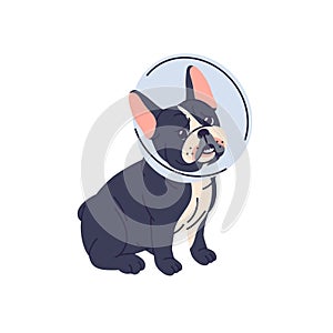Cute funny dog in medical vet cone. Adorable French bulldog puppy wearing protective plastic collar on head, neck. Sweet