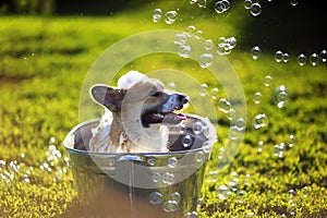 Cute funny dog puppy Corgi washes in a metal bath and cools outside in summer on a Sunny hot day in shiny foam bubbles