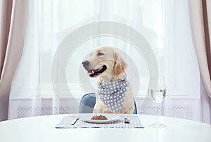 Cute funny dog sitting at served  table indoors