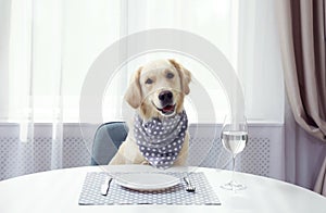 Cute funny dog waiting for food at dining table
