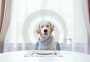 Cute funny dog waiting for food at  table indoors