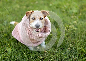 Cute funny dog wearing a warm scarf, cold, flu or pet clothing