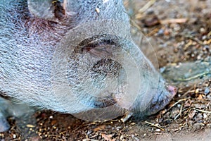 Cute funny domestic pig looking for food on ground close