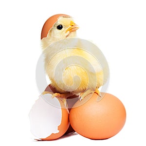 Cute funny easter chick photo