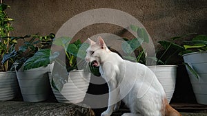 Cute and funny face cat