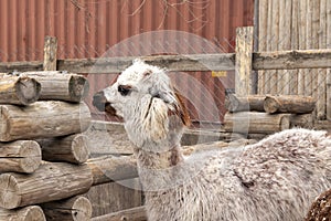 Cute and funny farm alpaca, friendly animal