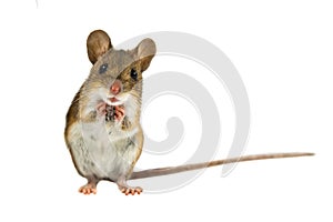 Cute Funny Field Mouse on white background