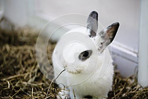 Cute funny fluffy animal rabbit looks