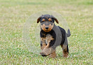 Cute funny fluffy little puppy running outdoors photo