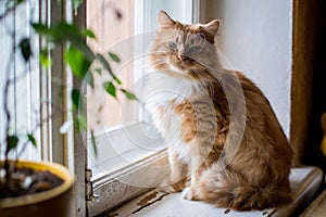 Cute funny fluffy red cat sitting on the window