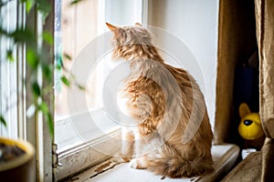 Cute funny fluffy red cat sitting on the window
