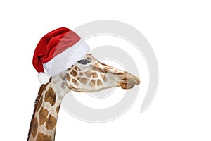 Cute and funny giraffe head in christmas or Santa hat isolated on white background
