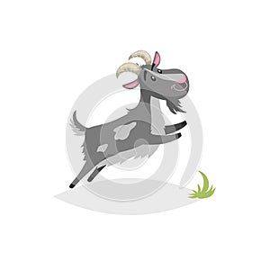 Cute funny goat. Cartoon flat style trendy design farm domestic animal. Spotty grey breeded goat jumping. Vector illustration