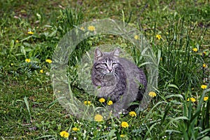 Cute and funny gray cat, enjoying warm sunny weather