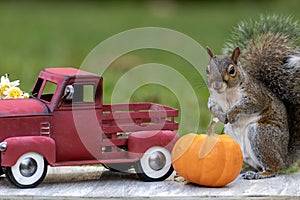 Cute Funny Gray Squirrel poses in Fall Autumn scene with classic red truck and pumpkin