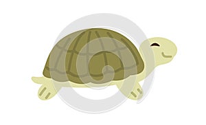 Cute and funny green turtle with shell. Side view of happy tortoise character crawling. Colored flat vector illustration