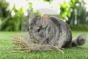 Cute funny grey chinchilla with hay on grass