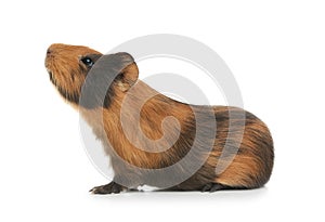 Cute funny guinea pig on background