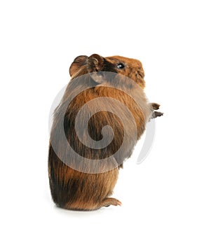 Cute funny guinea pig on background