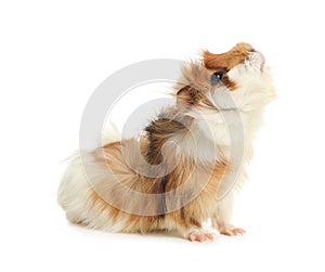 Cute funny guinea pig on background