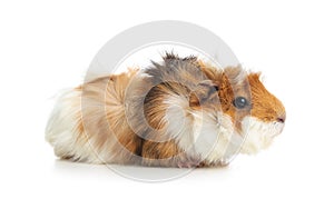 Cute funny guinea pig on background