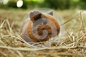 Cute funny guinea pig and hay, closeup