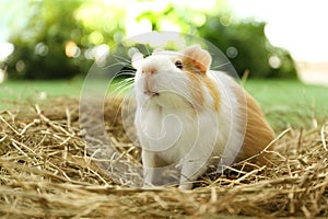 Cute funny guinea pig and hay outdoors