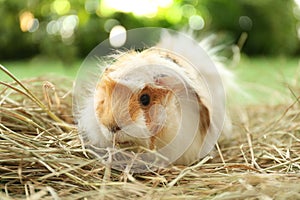 Cute funny guinea pig and hay outdoors