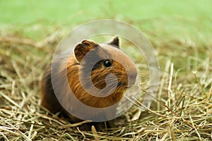 Cute funny guinea pig and hay outdoors