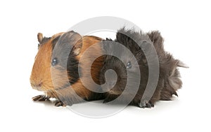 Cute funny guinea pigs on background