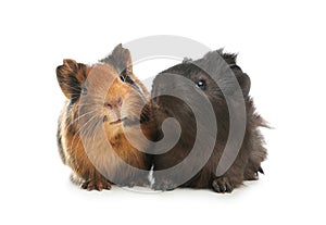 Cute funny guinea pigs on background