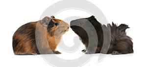 Cute funny guinea pigs on background