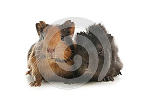 Cute funny guinea pigs on background