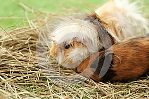 Cute funny guinea pigs and hay, closeup