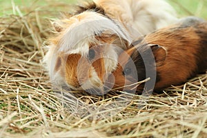 Cute funny guinea pigs and hay outdoors