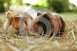 Cute funny guinea pigs and hay outdoors, closeup