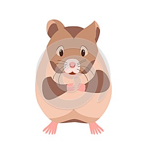 Cute funny hamster. Domestic pet guinea pig. Rodent cartoon character. Vector illustration isolated on white background. Small
