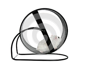 Cute funny hamster running in black wheel on white background