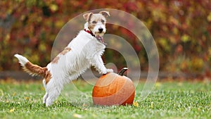 Cute funny happy pet dog puppy standing on a pumpkin in autumn, halloween, fall or happy thanksgiving