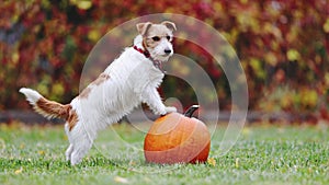 Cute funny happy pet dog puppy standing on a pumpkin, happy thanksgiving concept