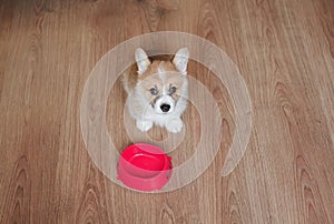 cute funny home puppy standing on the floor next to an empty bowl and asks for food