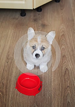 cute funny home puppy standing on the kitchen floor next to empty bowl and asks to feed him