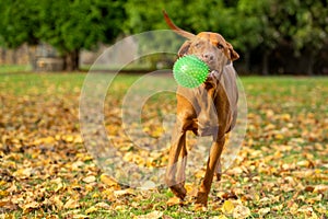 Cute but funny hungarian vizsla dog playing fetch in a garden on a sunny autumn day. Vizsla with large green ball in its mouth.