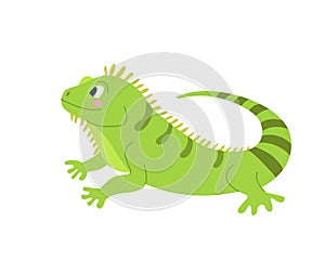 Cute funny iguana on a white background. Vector image in cartoon flat style. Decor for children's posters, postcards photo