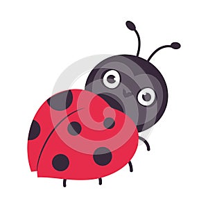 Cute funny ladybug. Little ladybird insect mascot cartoon vector illustration