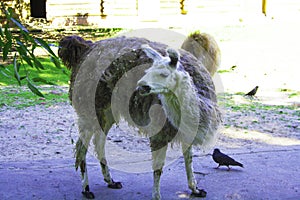Cute funny Lama alpaca in kaliningrad zoo mammal animal nature